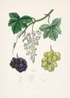 Common Grape Vine (vitis Vinifera) Medical Botany Art Print