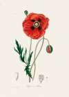 Common Poppy (papaver Rhoeas) Medical Botany Art Print