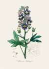 Delphinum Staphisagria Medical Botany Art Print