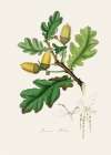 English Oak (quercus) Medical Botany Art Print