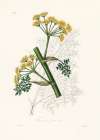 Ferula Persica Medical Botany Art Print