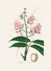 Geoffroya Inermis Medical Botany Art Print