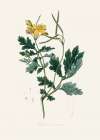 Greater Celandine (chelidonium Majus) Medical Botany Art Print