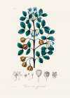 Guaiacwood (guaiacum Officinale) Medical Botany Art Print