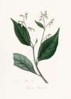 Gum Benjamin Tree (styrax Benzoin Medical Botany Art Print