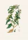 Henbane (hyoscyamus Niger) Medical Botany Art Print