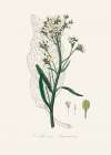 Horseradish (cochlearia Armoracia)  Medical Botany Art Print