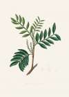Lentisk (pistacia Lenitiscus) Medical Botany Art Print