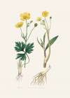 Lesser Spearwort (ranunculus Flammula) Medical Botany Art Print