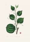 Lmilax Larsaparilla  Medical Botany Art Print