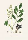 Lualsia Simarula Medical Botany Art Print