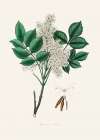 Manna Ash (fraxinus Ornus) Medical Botany Art Print