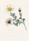 Mount Atlas Daisy (anthemis Pyrethrum) Medical Botany Art Print