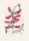 Mucuna Pruriens (dolichos Pruriens) Medical Botany Art Print