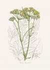 Opobalsam (pastinaca Opopanax)  Medical Botany Art Print