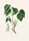Poison Ivy (rhus Toxicodendron) Medical Botany Art Print