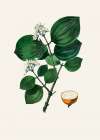 Poison Nu (strychnos Nux Vomica) Medical Botany Art Print