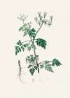 Poison Parsley (aethusa Cynapium) Medical Botany Art Print