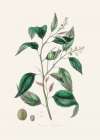 Purging Croton (croton Tiglium) Medical Botany Art Print