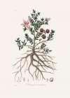 Rhatany (krameria Triandrea) Medical Botany Art Print