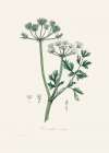 Water Dropwort (onanthe Grocata) Medical Botany Art Print