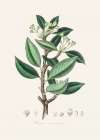 Wintera Aromatica Medical Botany Art Print