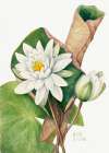 American Waterlily (1920) Art Print