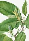 Cucumbertree 1922 Art Print