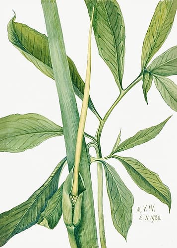 Greendragon (1920) Art Print