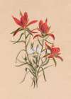 Indian Paintbrush (1883) Art Print