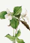 Large White Trillium Art Print