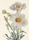 Matilija Poppy Art Print
