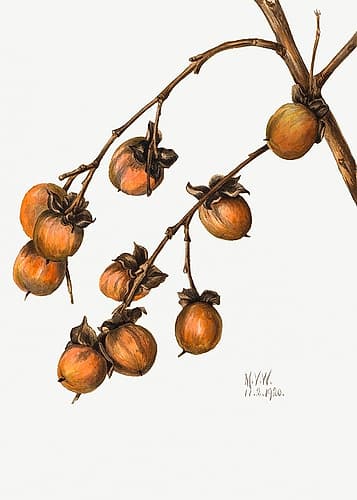Persimmon (1920) Art Print