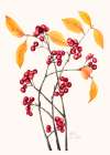 Red Chokeberry (1920) Art Print