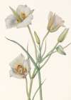 Sego Lily Art Print