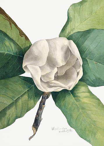 Southern Magnolia (1918) Art Print