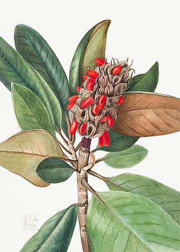 Southern Magnolia (1923) Art Print