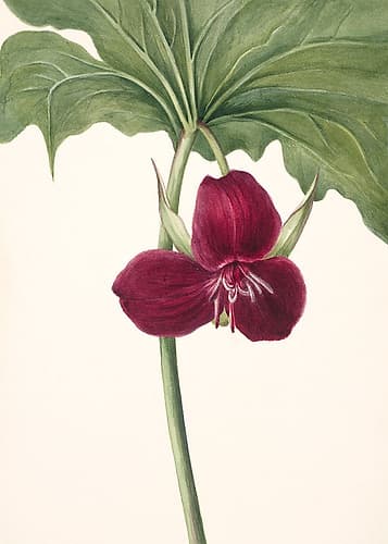 Sweet Trillium Art Print