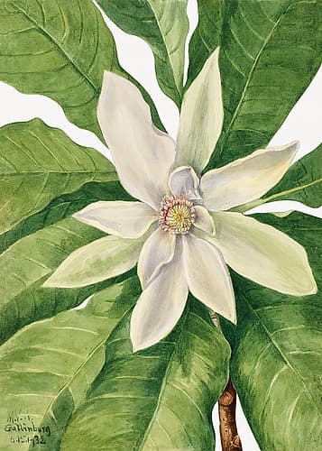 Umbrella Tree (1932) Art Print