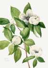 Virginia Stewartia (1925) Art Print