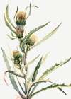 White Thistle Art Print