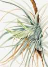 Wild Pineapple (1921) Art Print