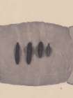 Study NAd1 | Four Cypresses In a Zeppelin Minimalist Print