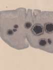 Study NAd7 | Epidermis Art Print