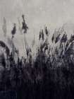 Dancing grass 2 Art Print