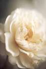 Peonyinsoftlight Art Print