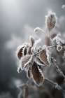 Frozennature Landscape Print