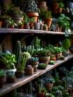 Cactus and succulents 3 Art Print