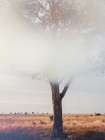 Tree in landscape Art Print