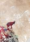 Capricorn animal 3 Art Print